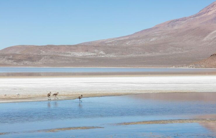 From Arequipa Full Day Salinas Lagoon Excursion - Good To Know