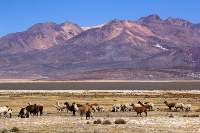 From Arequipa Full Day Salinas Lagoon Excursion - Full Experience Description