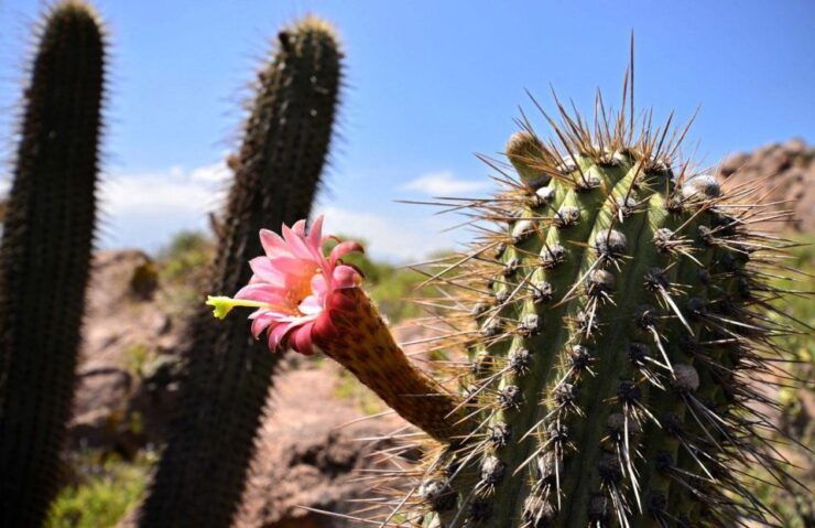 From Arequipa: Loncco Route Tour Full Day - Tour Experience