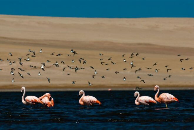 From Arequipa: Salinas Lagoon Full-Day Trip With Hot Springs - Inclusions and Itinerary