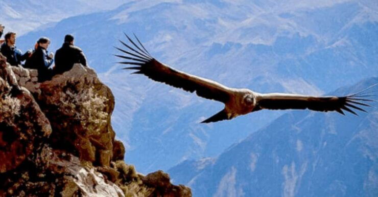 From Arequipa: Tour to Chivay & Colca Canyon - Highlights