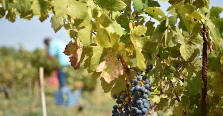 From Argostoli: Private Wine Tasting & Vineyard Tour - Tour Details