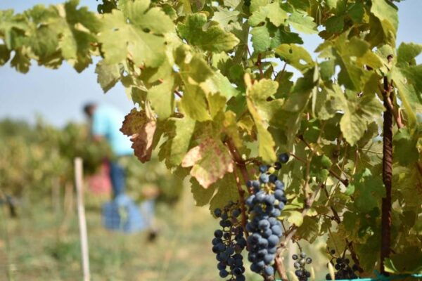 From Argostoli: Private Wine Tasting & Vineyard Tour - Discover Kefalonias Wine Culture