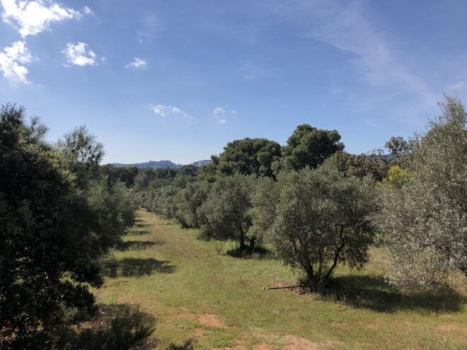 From Arles: Alpilles Regional Park Provence 4x4 Safari - Select Participants and Date