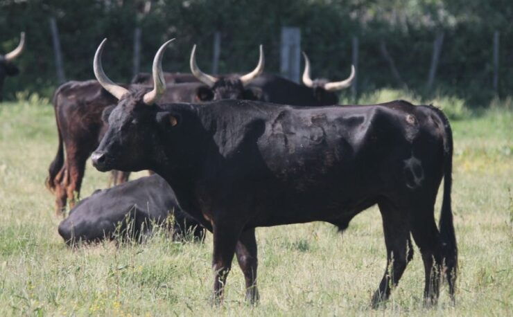 From Arles: Half-Day 4x4 Camargue Safari - Safari Highlights