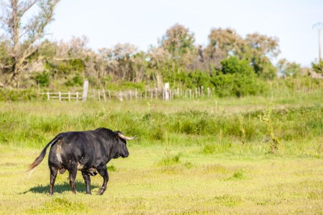 From Arles: Half-Day 4x4 Camargue Safari - Participant Selection and Date