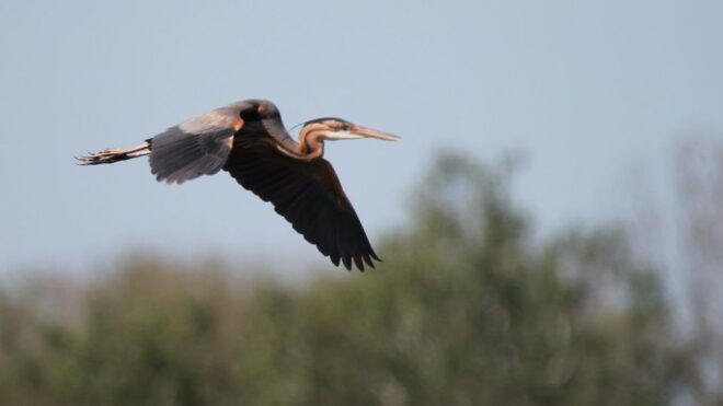 From Arles: Half-Day 4x4 Camargue Safari - Reservation and Payment Options
