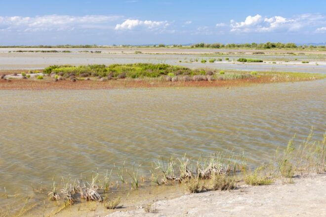 From Arles: Half-Day 4x4 Camargue Safari - Customer Reviews