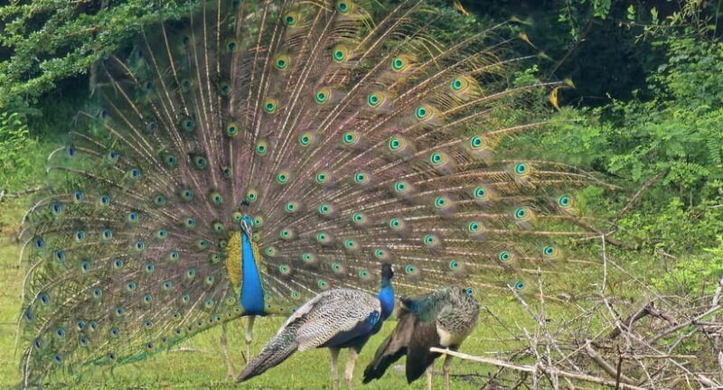 From Around Tangalle: Half-Day Yala Safari Private Tour(M/E) - Good To Know  