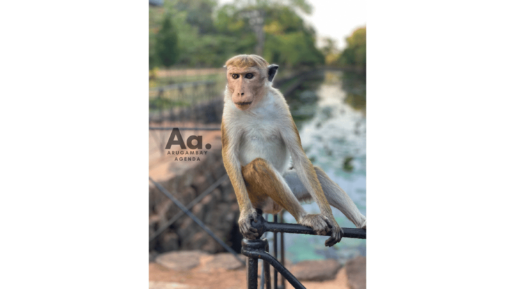 From Arugambay: Day-Trip to Sigiriya, The Lion Rock - Experience Highlights