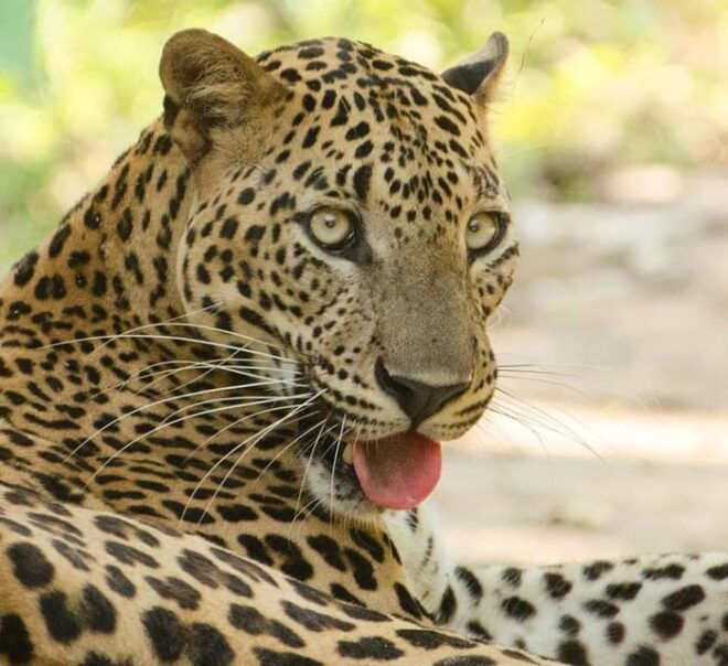 From Arugambay to Tangalle/Mirissa With Yala Leopard Safari - Inclusions and Comfort