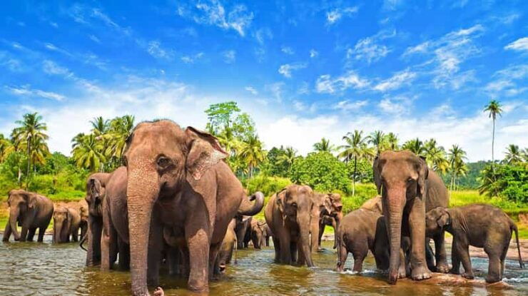 From Arugambay :- Udawalawe National Park Safari Adventure - Good To Know