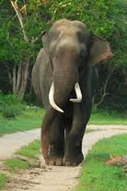 From Arugambay :- Udawalawe National Park Safari Adventure - Unique Wildlife Encounters