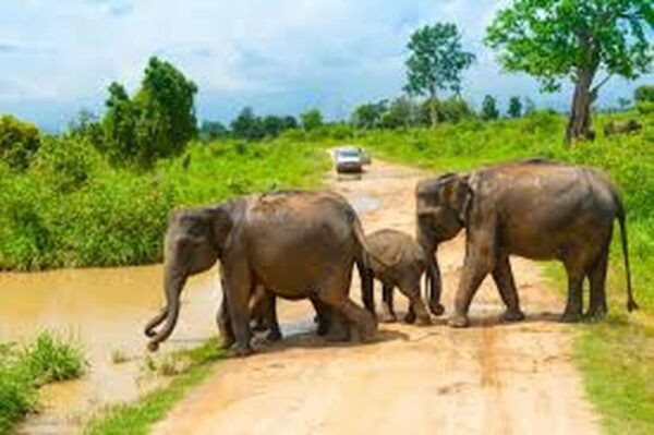 From Arugambay :- Udawalawe National Park Safari Adventure - Essential Tips for Travelers