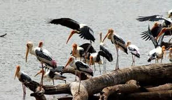 From Arugambay :- Udawalawe National Park Safari Adventure - Preparing for Your Adventure
