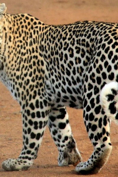 From Arugambay: Yala National Park Safari (5 H) Arugam Bay - Conservation Efforts