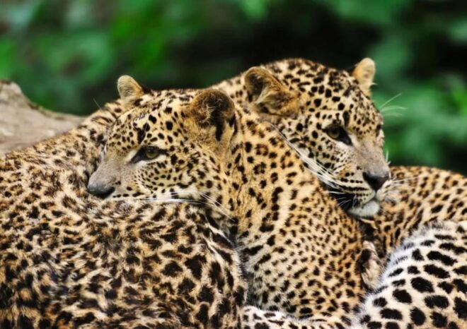 From Arugambay :- Yala National Park Safari Adventure - Tour Highlights