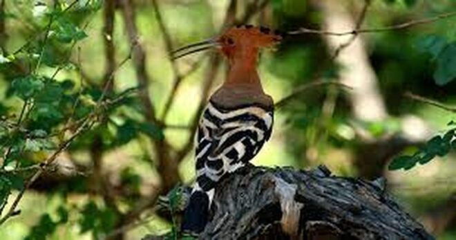 From Arugambay :- Yala National Park Safari Adventure - Inclusions and Important Information