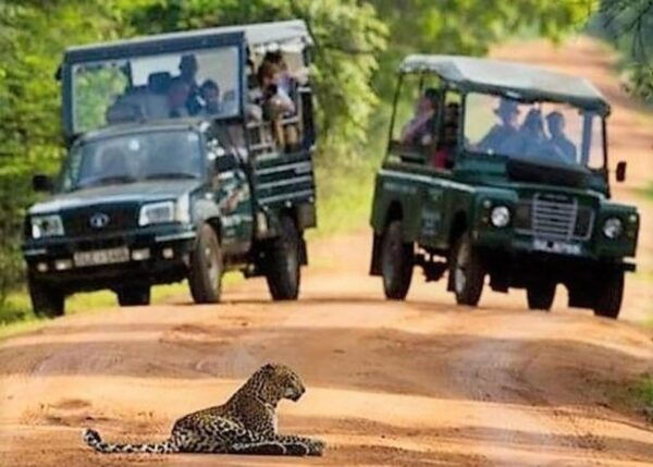 From Arugambay :- Yala National Park Safari Adventure - Best Time to Visit Yala