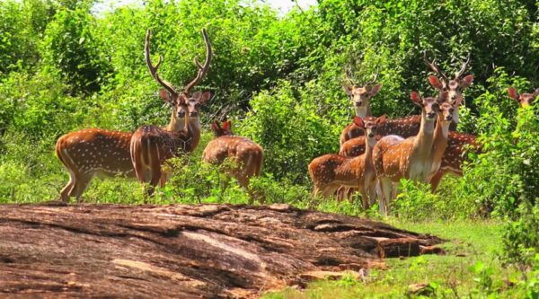 From Arugambay :- Yala National Park Safari Adventure - Local Culture and Attractions