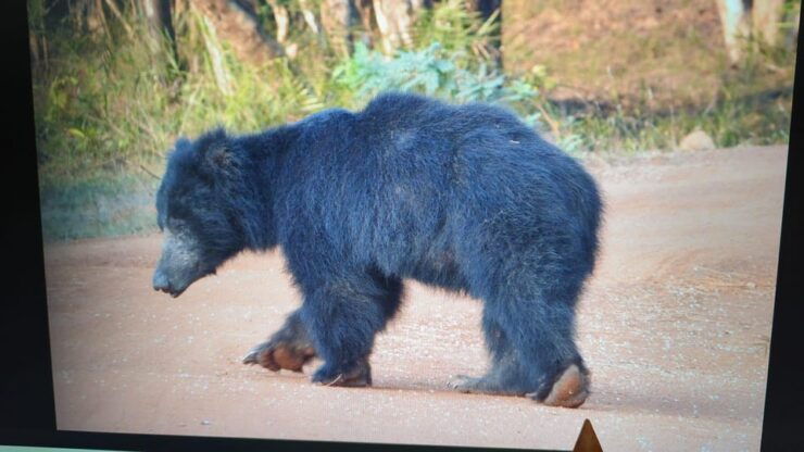 From Arugambay : Yala National Park Safari & Dropoff in Ella - Good To Know