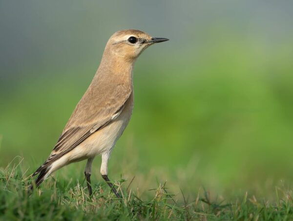 From Arugambay : Yala National Park Safari & Dropoff in Ella - Nearby Attractions in Ella