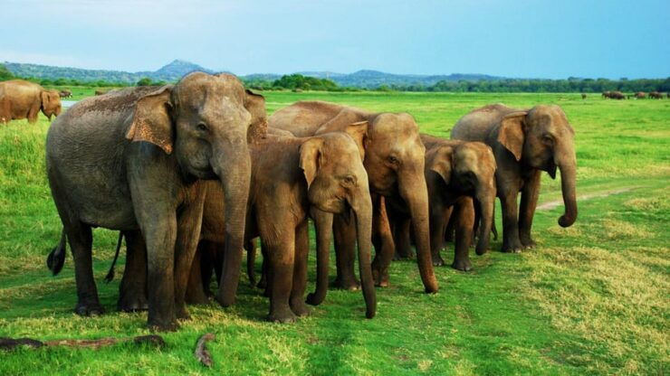 From Arugambay : Yala Safari ( 5 H ) All Inclusive W Lunch - Good To Know