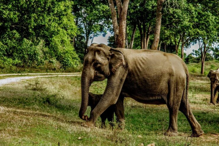 From Arugambay : Yala Safari ( 5 H ) All Inclusive W Lunch - Itinerary Details