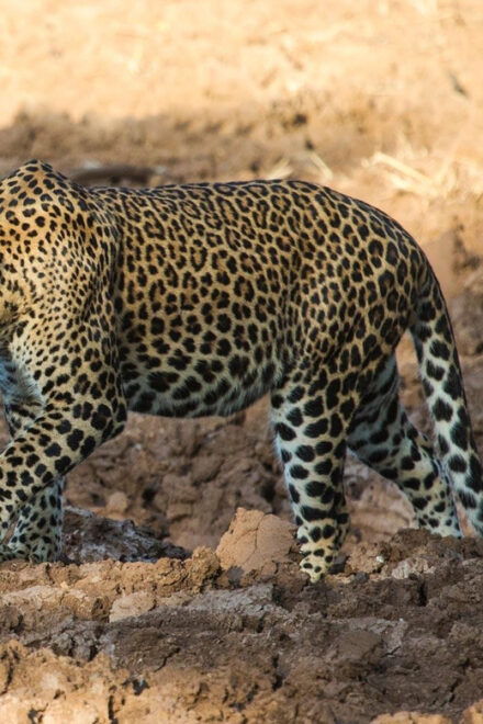 From Arugambay : Yala Safari ( 5 H ) All Inclusive W Lunch - Wildlife Highlights