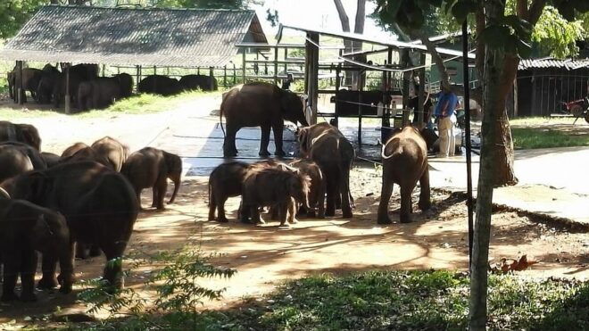 From Arugambay : Yala Safari ( 5 H ) All Inclusive W Lunch - Scenic Landscapes