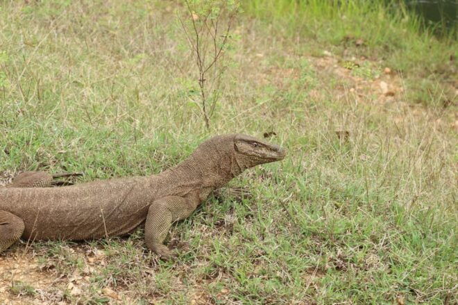 From Arugambay : Yala Safari ( 5 H ) All Inclusive W Lunch - Inclusions and Features