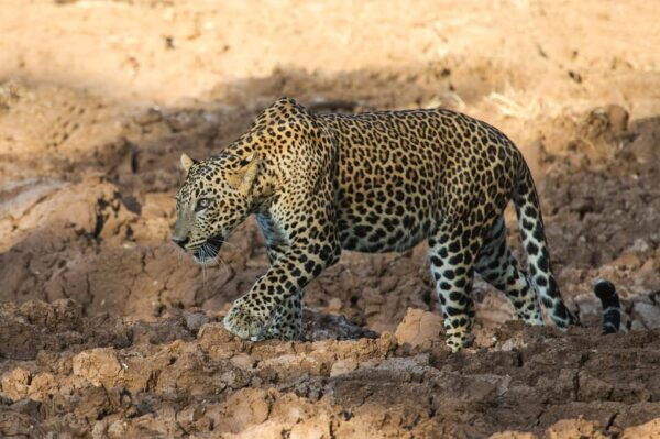 From Arugambay : Yala Safari ( 5 H ) All Inclusive W Lunch - Important Travel Information