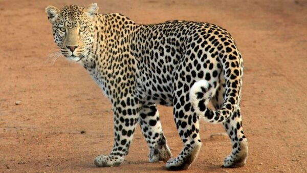 From Arugambay : Yala Safari ( 5 H ) All Inclusive W Lunch - What to Bring