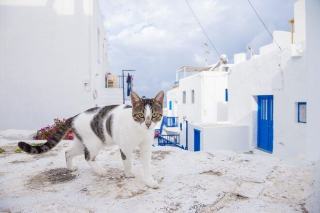 From Athens: Mykonos Day Trip With Ferry Tickets - Additional Information