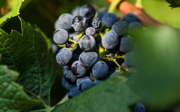 From Athens: Private Napflio Day Trip With Wine Tasting - Common Questions