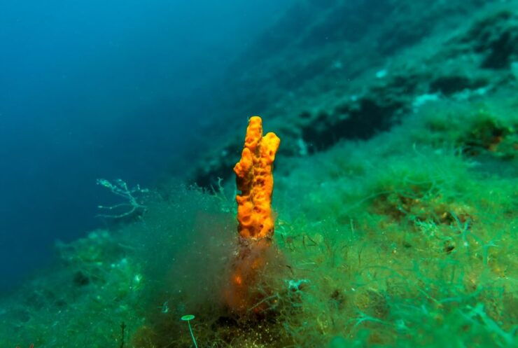 From Athens: Scuba Diving at the Blue Hole - Experience Highlights