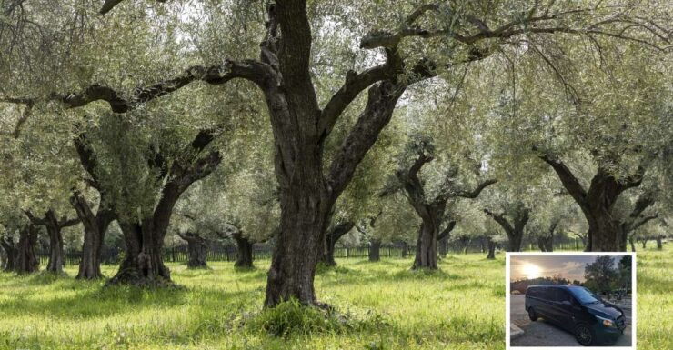 From Athens: Wine, Oil, & Cheese Tasting in Nemea & Argolis - Experience Highlights