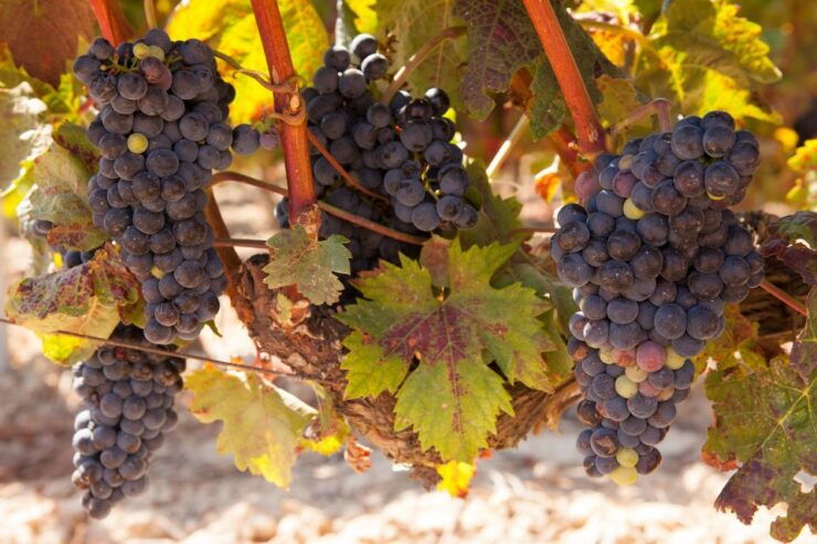 From Atlanta: Half-Day or Full-Day Wine Country Tasting Trip - Wine Tasting Experiences and Vineyard Visits
