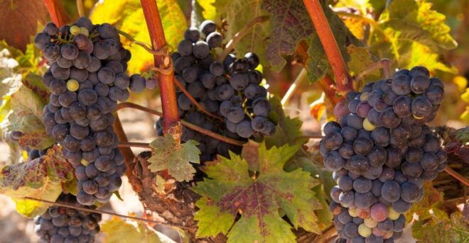 From Atlanta: Half-Day or Full-Day Wine Country Tasting Trip - The Sum Up