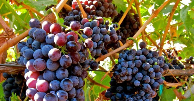 From Atlanta: Half-Day Wine Country Tour - How the Experience Scores