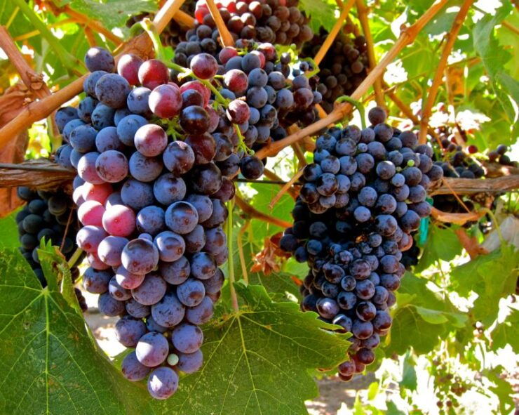 From Atlanta: Half-Day Wine Country Tour - Tour Highlights