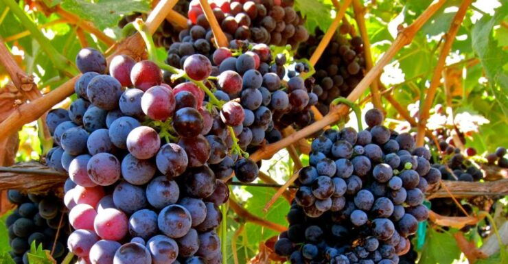 From Atlanta: Half-Day Wine Country Tour - Wine Tasting Experience