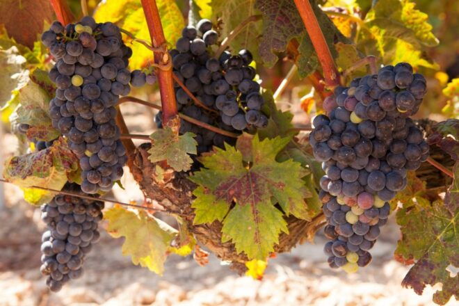 From Atlanta: Half-Day Wine Country Tour - Scenic Views and Landscapes