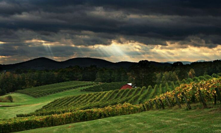 From Atlanta: North Georgia Wine Country Tour - Indulge in a Wine Tasting Adventure