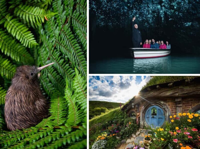 From Auckland: Hobbiton, Waitomo Caves & Kiwi House Tour - Otorohanga Kiwi House: A Close Encounter with New Zealand’s Icon