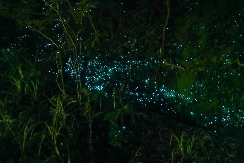 From Auckland or Rotorua: Hobbiton & Waitomo Tour with Lunch - Good To Know  