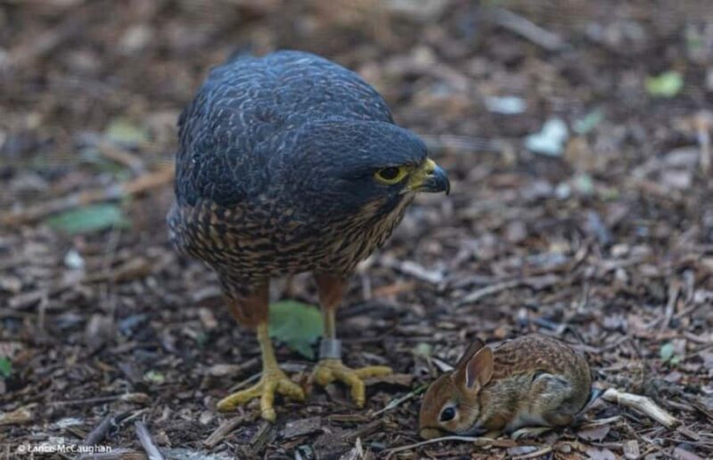 From Auckland: Waitomo Caves and Kiwi House Group Tour - The Sum Up