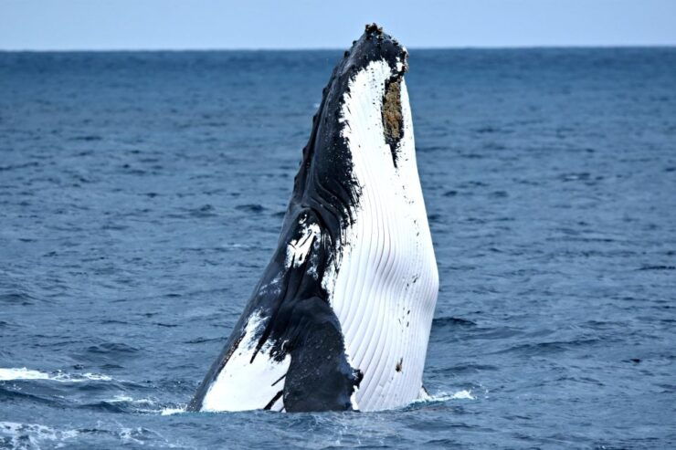 From Augusta: Educational Whale Watching Cruise - Booking Details