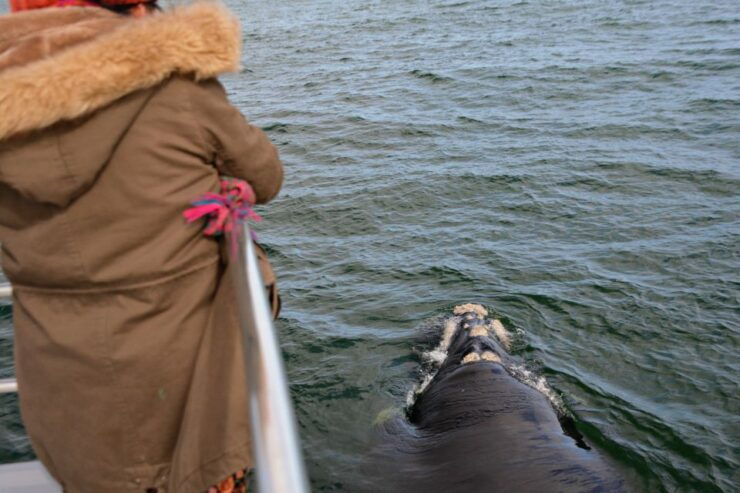 From Augusta: Educational Whale Watching Cruise - Experience on the Cruise