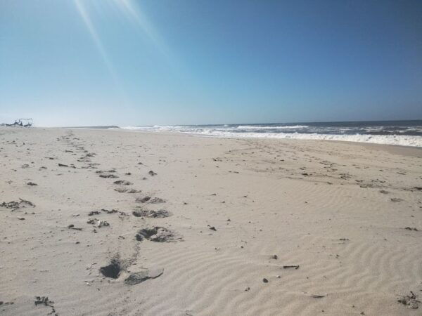 From Aveiro: Barra Beach Lighthouse & Costa Nova Guided Tour - Inclusions and Important Information